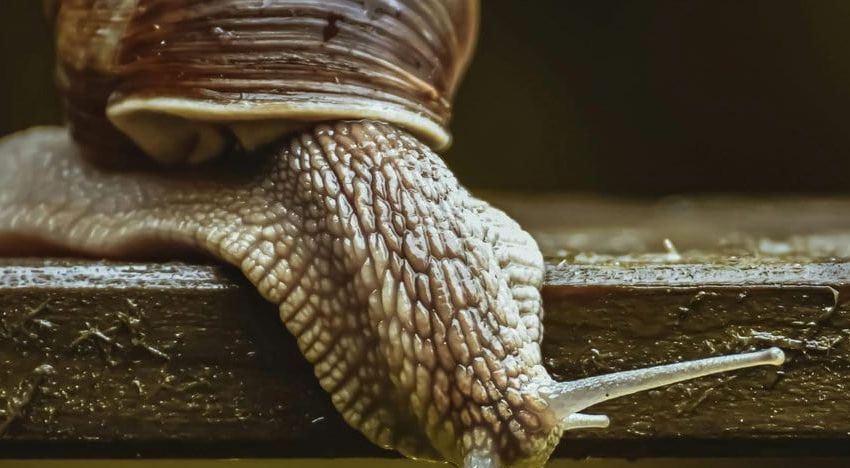 Nahaufnahme einer braunen Schnecke, die auf einer hölzernen Oberfläche kriecht, ihr strukturierter Körper und zwei Tentakel im Fokus. Der unscharfe Hintergrund hebt die detaillierte Haut und das Gehäuse der Schnecke hervor - ähnlich wie die besten Page Builder für WordPress im Vergleich Klarheit.