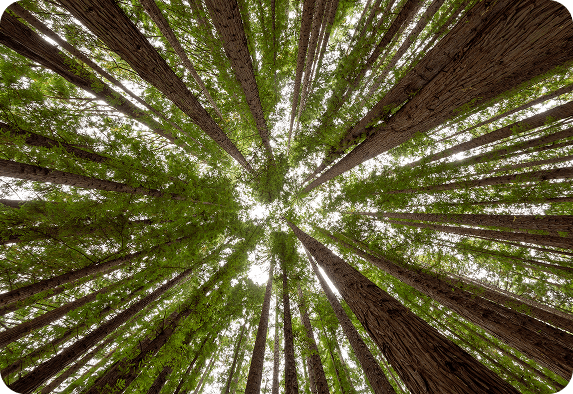 Blick vom Waldboden auf hohe, leistungsstarke Bäume mit grünen Blättern, deren Stämme nach außen strahlen und deren Sonnenlicht durch das Kronendach dringt.