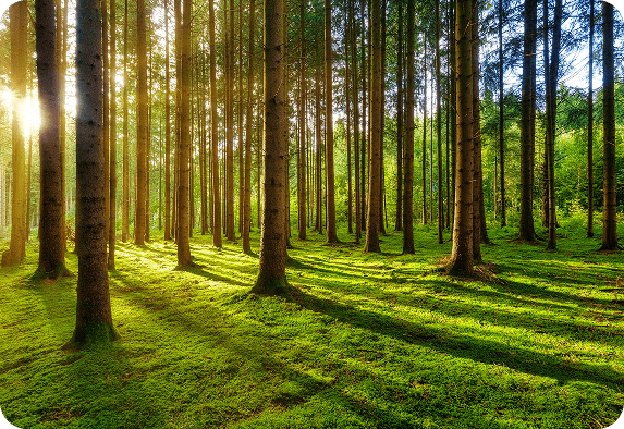 Das Sonnenlicht fällt durch hohe, gerade Bäume in einem dichten Wald und wirft lange Schatten auf das leuchtend grüne Moos. Die grundlegende Leistung der Natur schafft eine friedliche, üppige Szene auf dem Waldboden.
